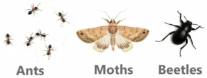 what adult gray tree frogs eat in the wild