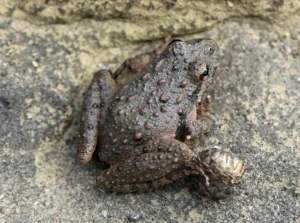 A gray Blanchards cricket frog Acris blanchardi