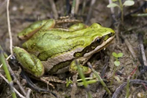 A green Boreal Chorus Frog Pseudacris maculata