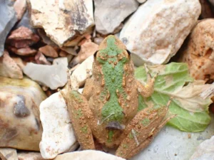 Blanchards cricket frog Acris blanchardi on rocks