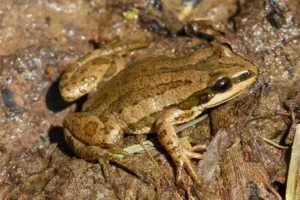 Boreal Chorus Frog Pseudacris maculata in a wet habitat