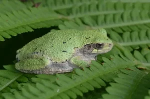 Copes gray treefrog
