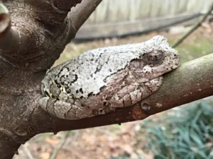 Gray Treefrog Hyla Versicolor in a tree