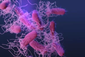Salmonella sp. bacteria.
