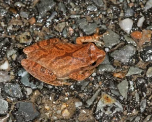 Spring Peeper Pseudacris Crucifer dorsal veiw