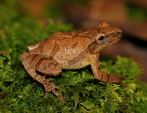 Spring Peeper Pseudacris Crucifer side veiw