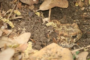 Toad in mud coming out of hibernation.