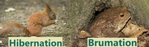 Toads brumate, not hibernate.