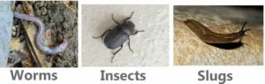 What adult blue-spotted salamanders eat in the wild
