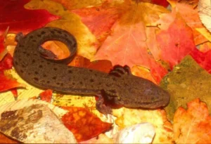 Red River Mudpuppy