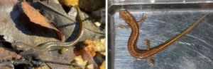 Two Oklahoma Salamanders