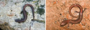 Two Ozark Zigzag Salamanders