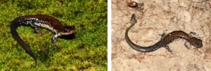 Two Rich Mountain Salamanders