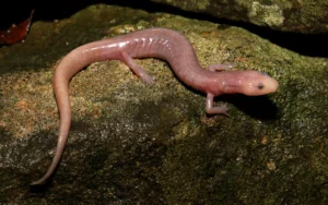 Western Grotto Salamander on a wet rock