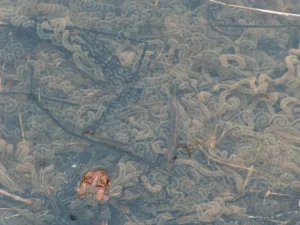 American toad egg strands coiled up