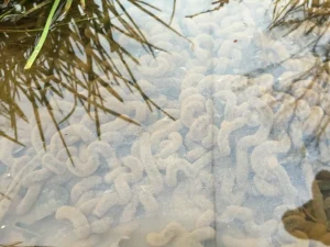 American toad eggs underwater