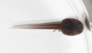 Andinobates geminisae (dart frog) tadpole