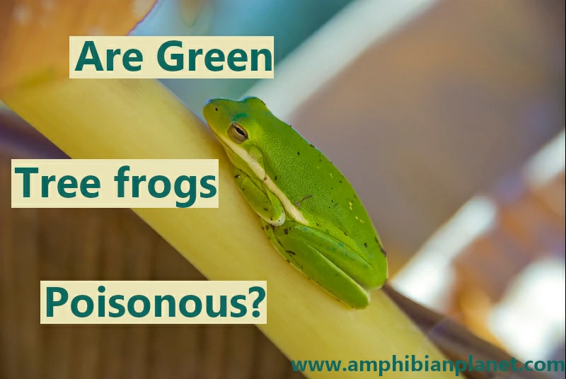 Are green tree frogs poisonous?