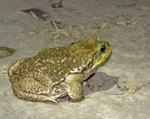 Cane toad