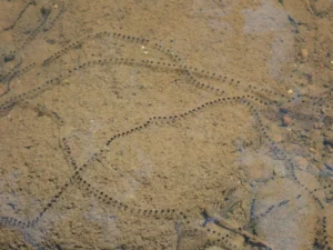 Cane toad egg strands