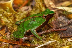 Darwin’s frog (Rhinoderma darwinii)