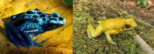 Dyeing poison dart frog & Golden poison frog