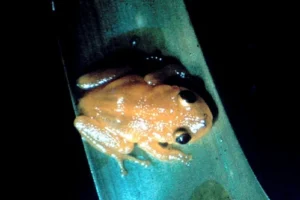 Golden coquí tree frog