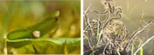 Great crested newt egg vs European common toad eggs
