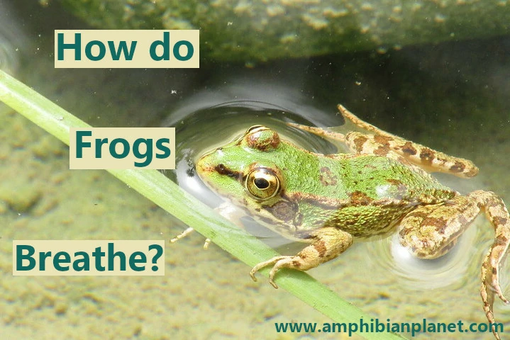 How do frogs breathe