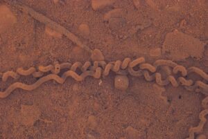 Toad eggs coiled up