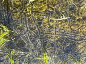 Western toad egg stings