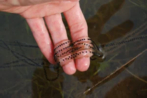 Western toad eggs