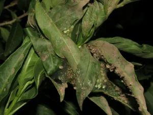 A leaf nest of a Waxy Monkey Tree Frog
