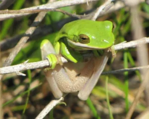 American green tree frogs receive considerable amount of UVB in the wild