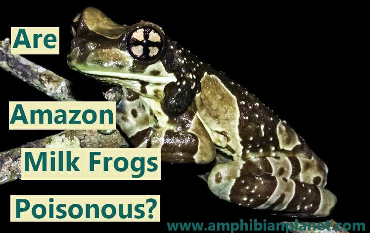 Are Amazon milk frogs poisonous