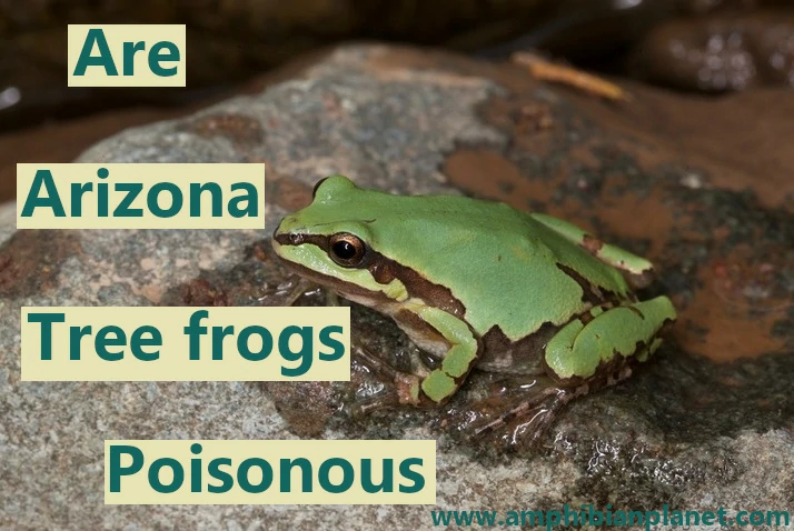 Are Arizona tree frogs poisonous