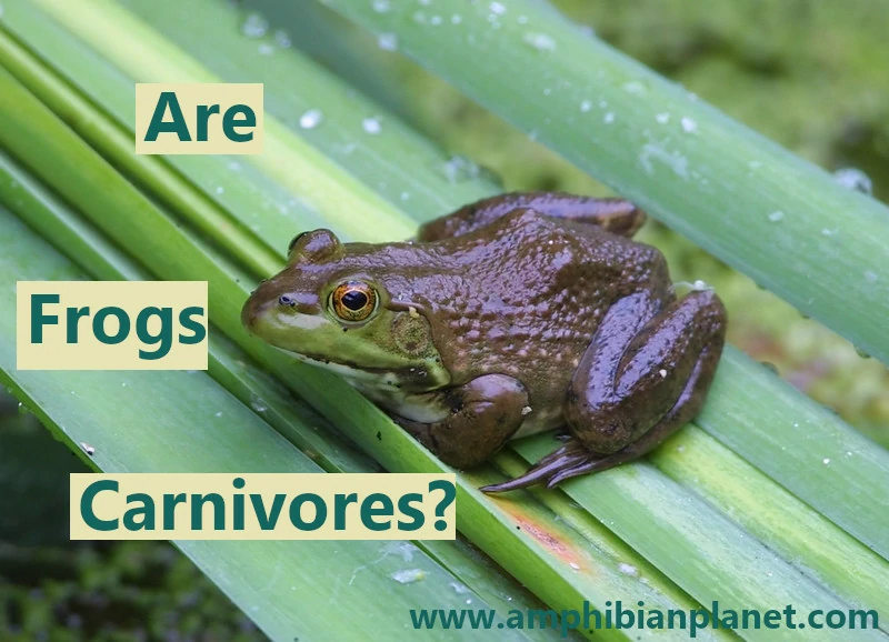 Are frogs carnivores?