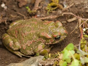 European Green Toad Bufotes viridis on a brown background
