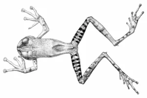Guenther's marsupial frog (Gastrotheca guentheri)