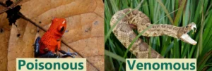 Poisonous frogs can not inject venom using their teeth