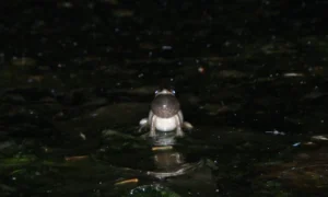 Spring peeper croaking at night