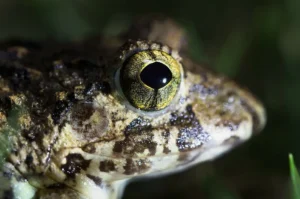 Up-close photo of a frogs eye