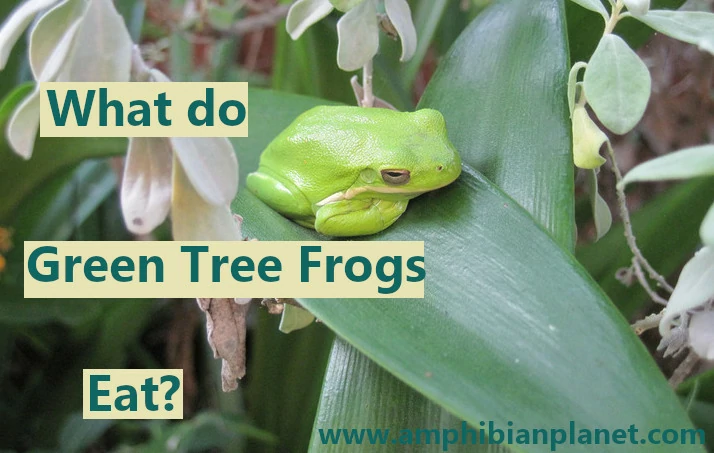 What do green tree frogs eat?
