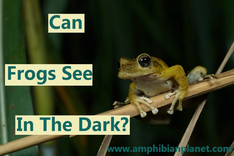 can frogs see in the dark?