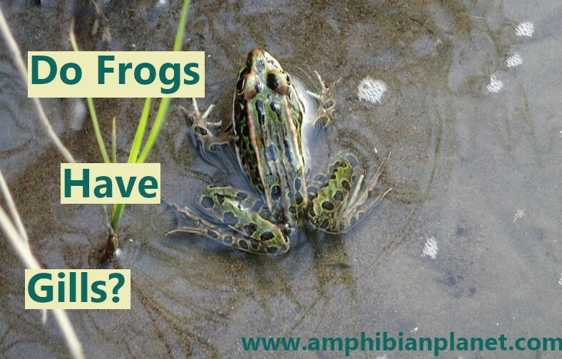 Do frogs have gills?