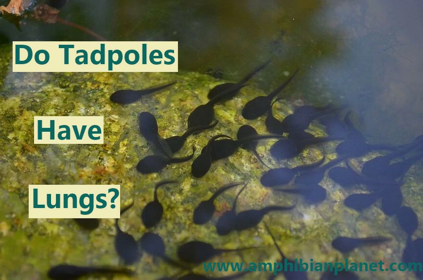 Do tadpoles have lungs?