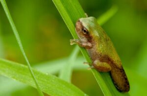 Gray tree frog (Hyla versicolor) metamorph, with tail remnant