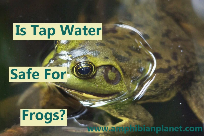 Is tap water safe for frogs