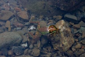 Many frogs seek a water body in which to lie, in order to rehydrate