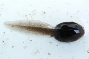 Tadpole with internal gills